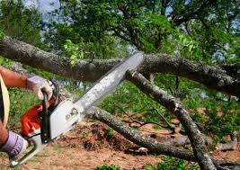 Best Tree Trimming and Pruning  in Crowley Lake, CA