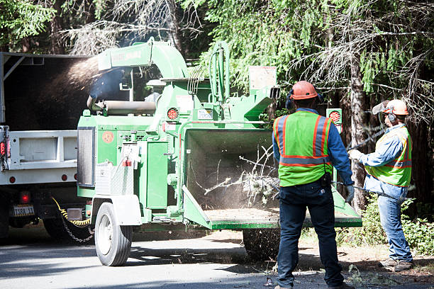 Reliable Crowley Lake, CA Tree Services Solutions