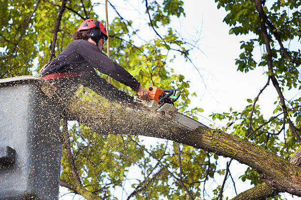 Tree and Shrub Care in Crowley Lake, CA