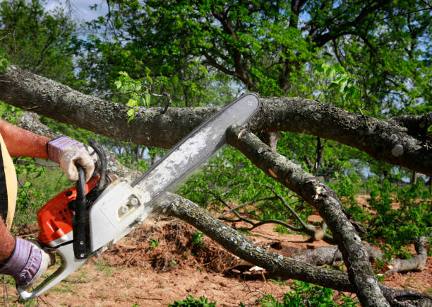 How Our Tree Care Process Works  in  Crowley Lake, CA